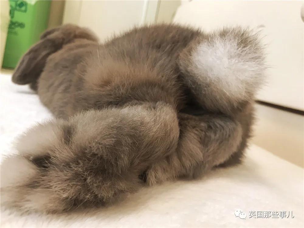 兔兔毛茸茸的小jio虽然没有肉垫但依然很好rua呀