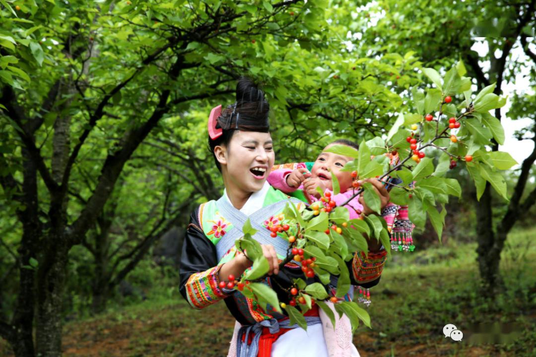 初恋季镇宁樱桃红了等您来