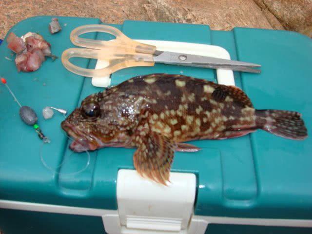 一种用来煲汤十分鲜美的海鱼,上海人叫虎头鱼,广州人叫石九公