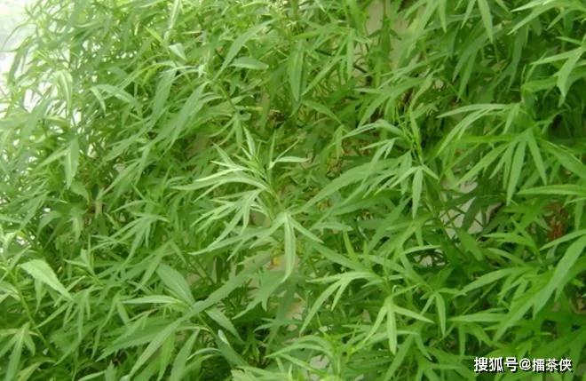 农村常见的野草人称减肥草聪明人用来炖汤送家人