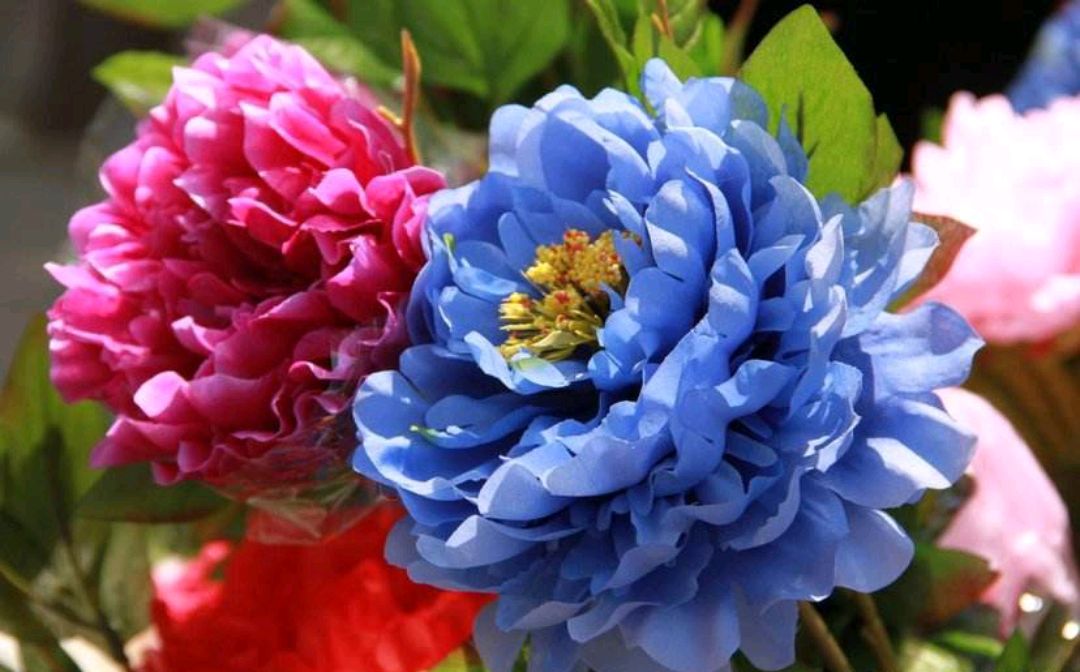 一花一世界一叶一菩提奇花异草蓝田玉合肥欣赏牡丹花景点