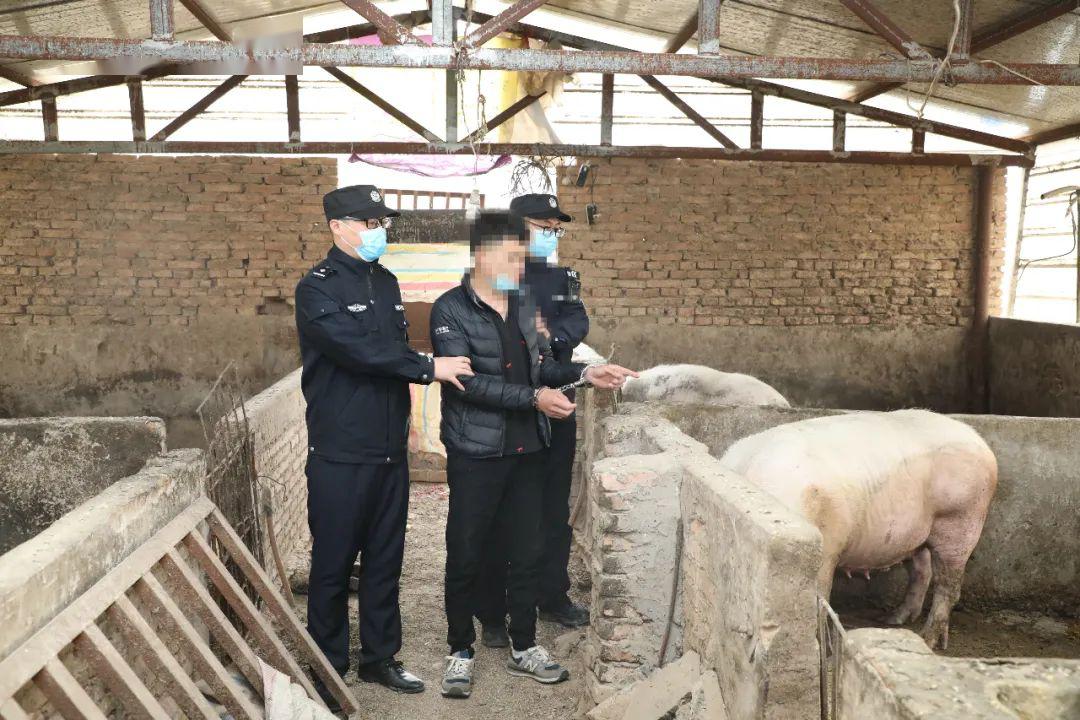 运城农村一男子深夜盗母猪被抓获