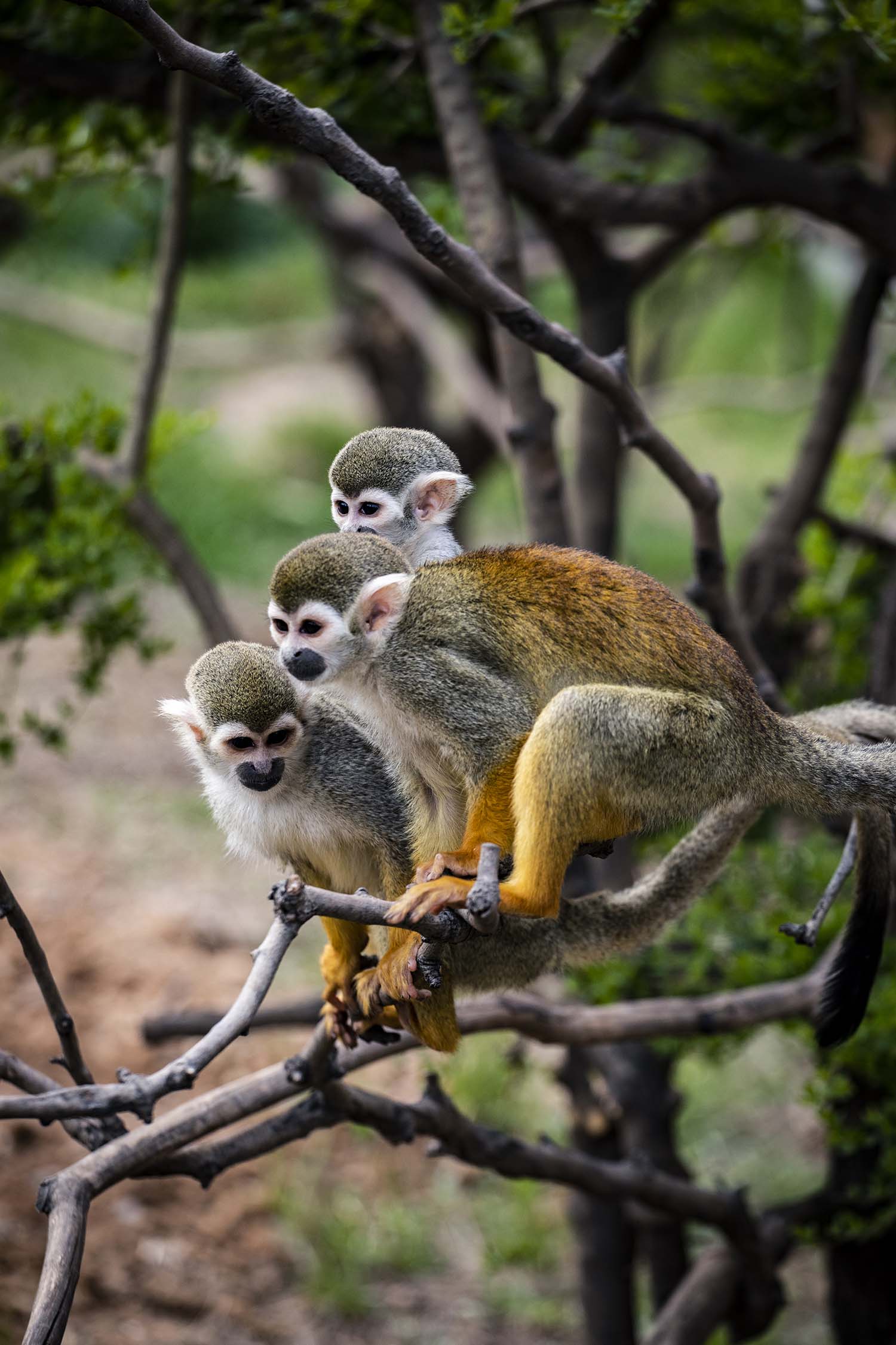 春暖花开,万物复苏,济南野生动物世界迫不及待与你见面啦!_白狮