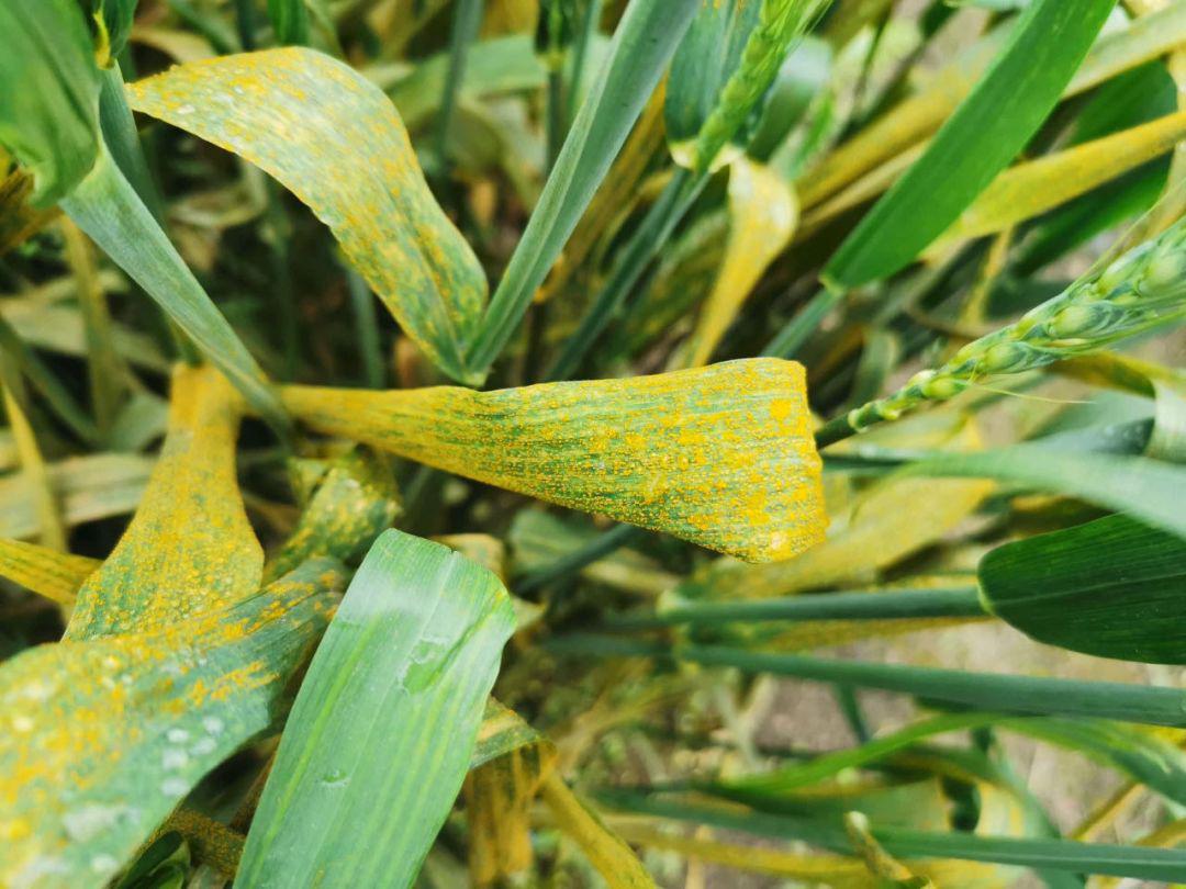 警报小麦条锈病为近十年来最重今年雨水偏多小麦赤霉病也将大流行附