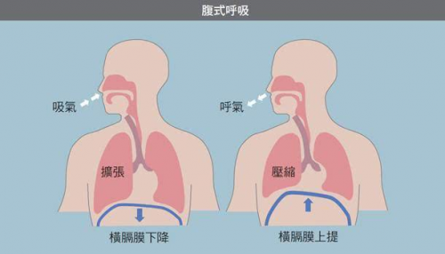 腹式呼吸:在控制腹肌的前提下,练习腹式呼吸法——吸气时,肚皮胀起