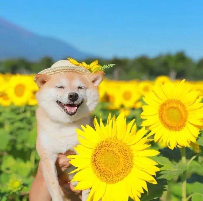 头像可爱67狗狗头像
