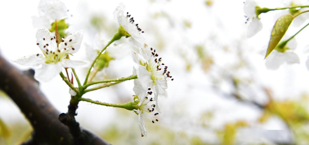 春带雨如诗梨花落,时光清如月花不负时,时不负花整个春天也在梨花开落