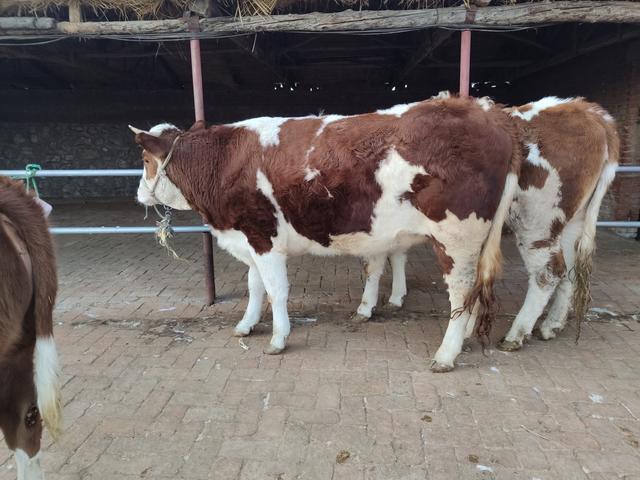 养牛人担心什么呢?我国这么庞大的消费市场,真的没什么好担心的