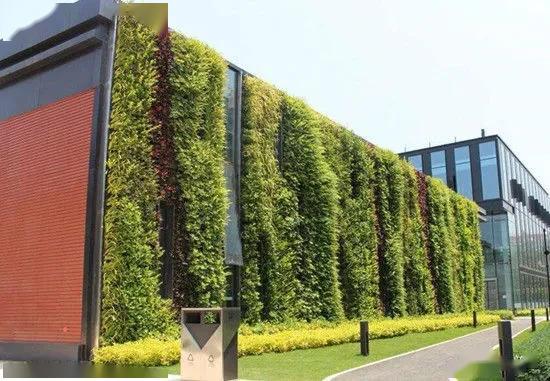 有哪些植物适合垂直绿化墙