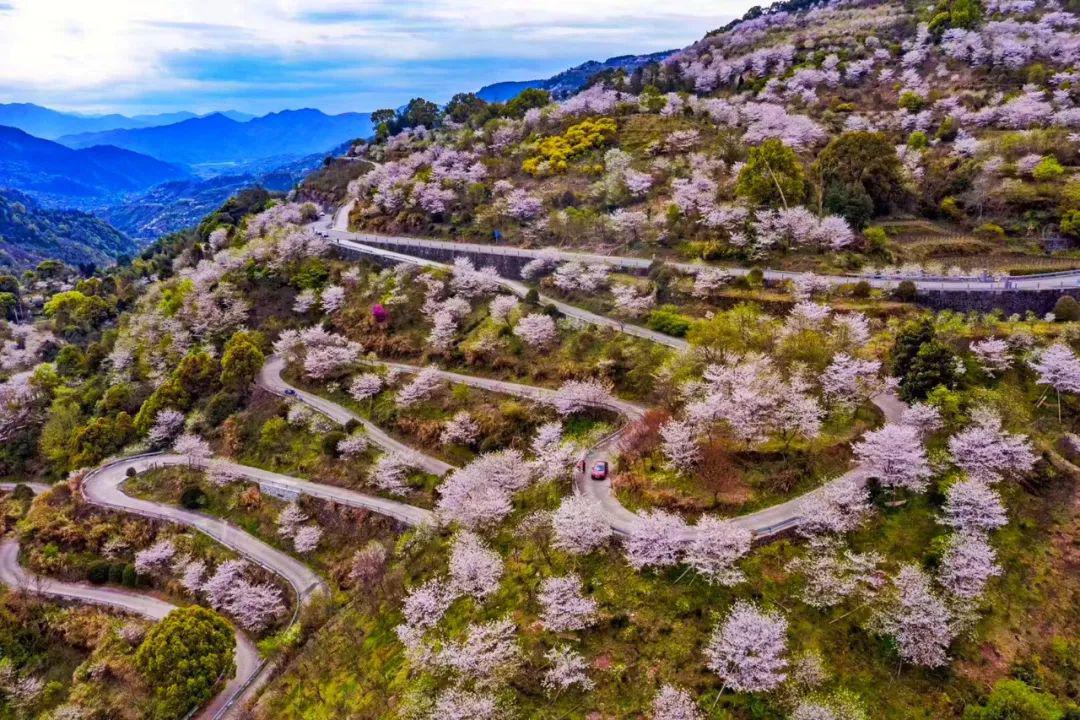 揭西樱花谷风景区图片图片