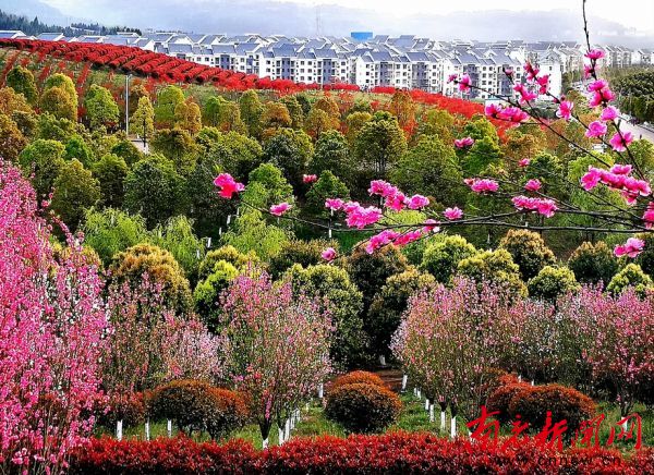 又逢春花烂漫时南充这片花海邀你来赏