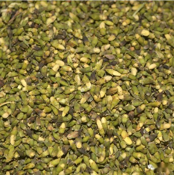 槐米低价还能走多远