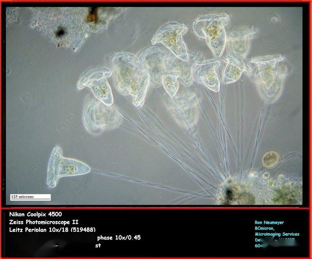 水中的微生物名字图片