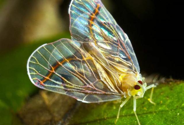昭化的这一特产用处多,即可用来制造蜡烛,还可充当中药原辅料_火把
