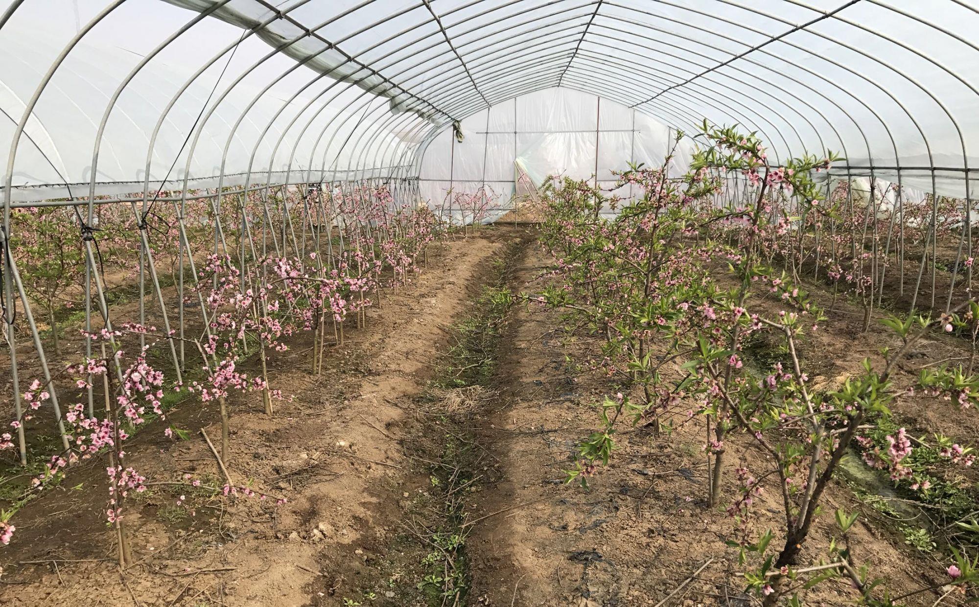 大棚种植桃树产量上不来?看看是不是这四项工作没做好
