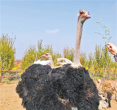 好想你金鷺鴕鳥遊樂園明起恢復開園