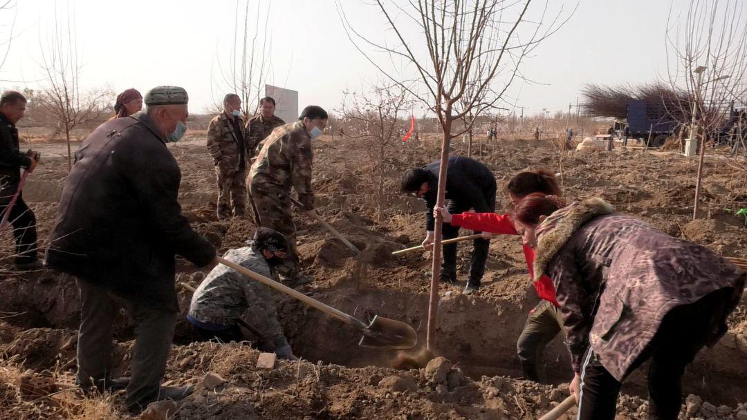 经过辛勤劳动,一棵棵树苗迎风挺立在艾丁湖镇庄子村"兵地友谊林"里