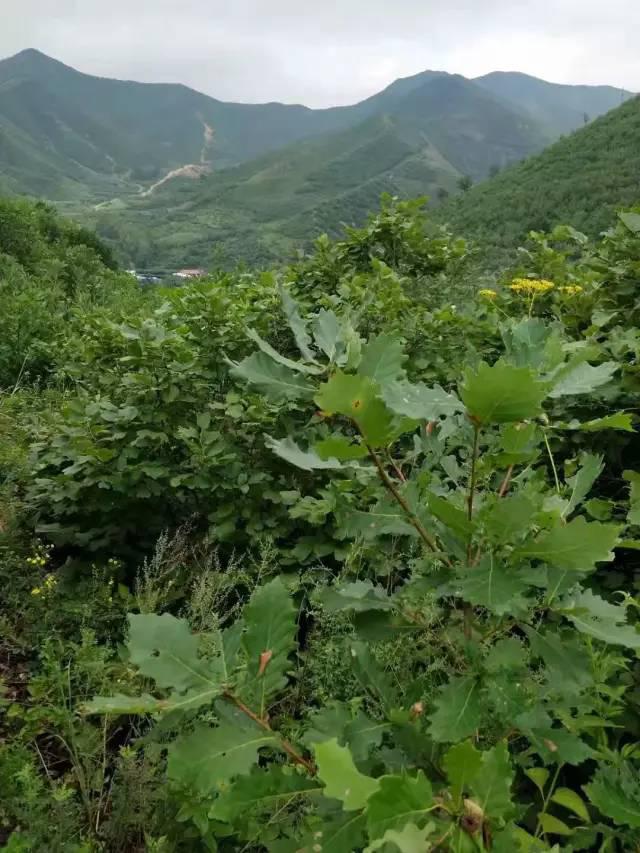 野蚕一生摄取的食物一柞树