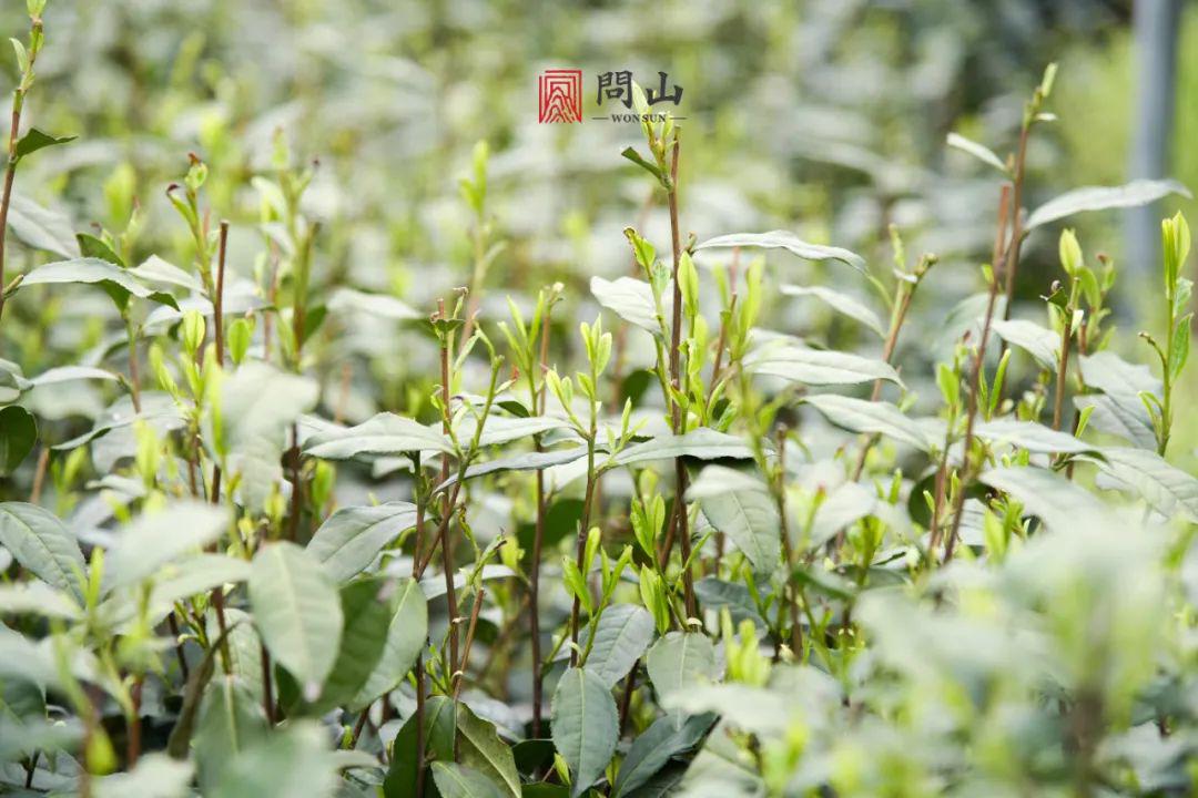 预售不如来一杯骑火茶过个美味清明