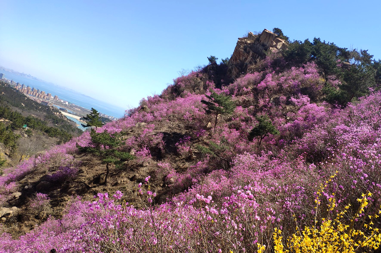 青岛大珠山风景区安排一下 漫山杜鹃花进入最佳赏花期