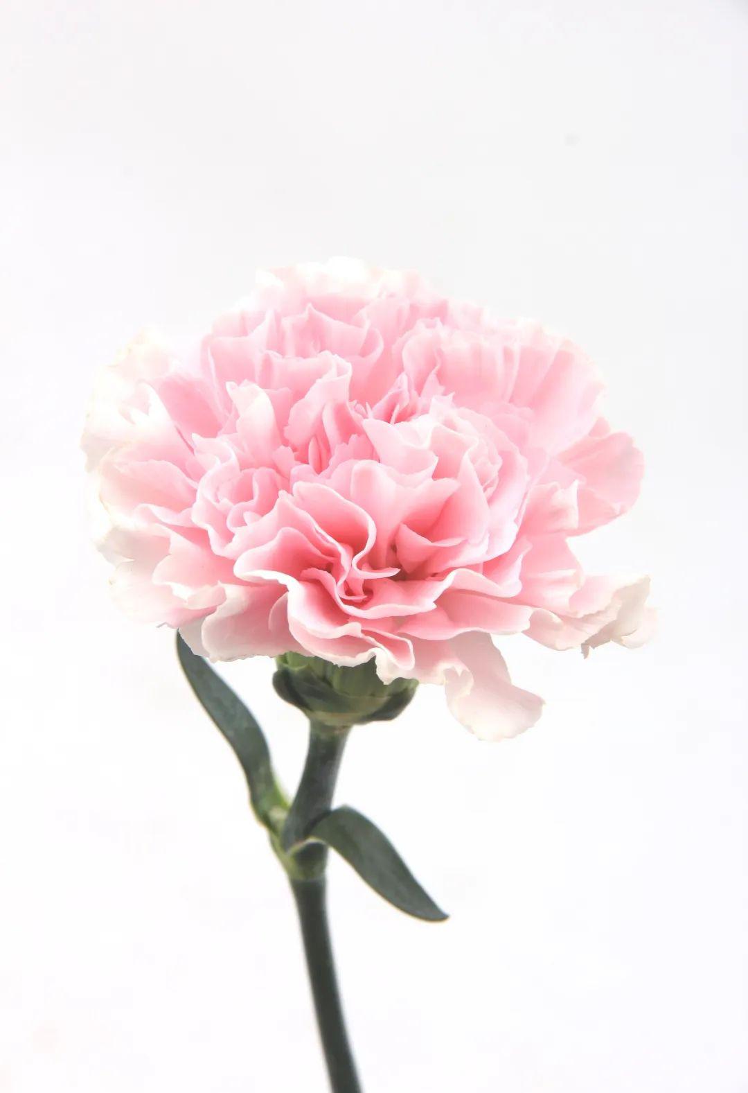 王牌康乃馨粉佳人魅丽就是这么大