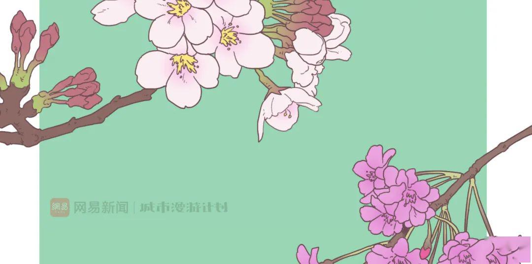 今年武汉樱花没有等到人