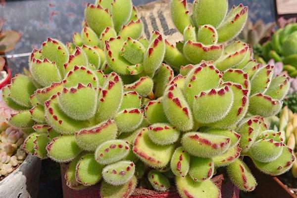 5b1a4c33532f4b8b97b639cd849ee0