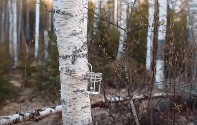 继白桦茸之后,桦树汁也在中国卖火了!这背后隐藏着怎样的秘密?