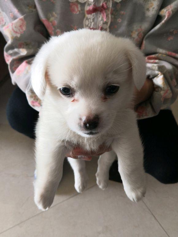 原创女孩得知捡到的小白狗是土狗后,丢下它就走,任凭它在原地惨叫