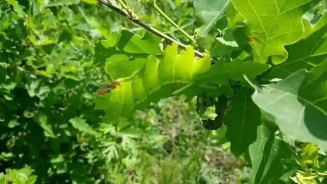 野蚕一生摄取的食物一柞树_柞蚕