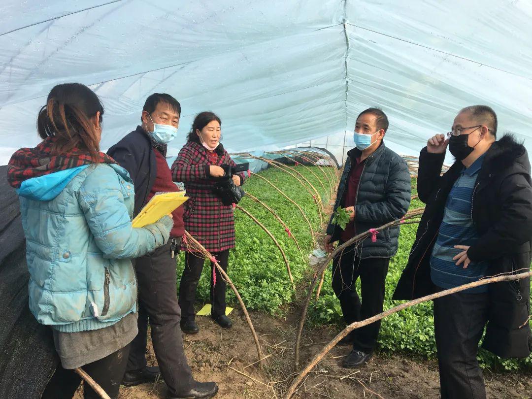 農業農村局科技引領山菜種植戶增收致富