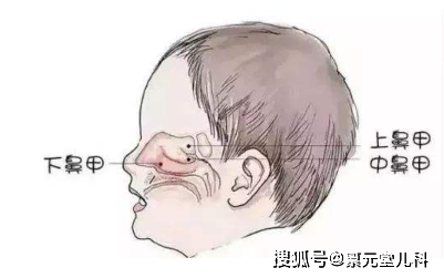 新生儿下鼻甲图片图片