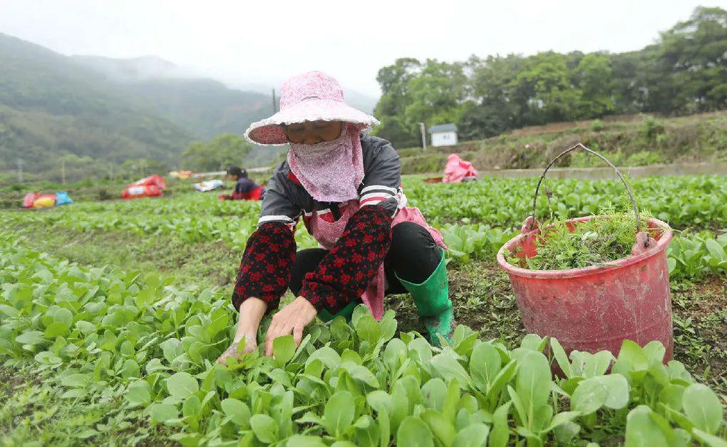 3月26日,在连城县罗坊乡邱赖村的田园居生态农业专业合作社基地里