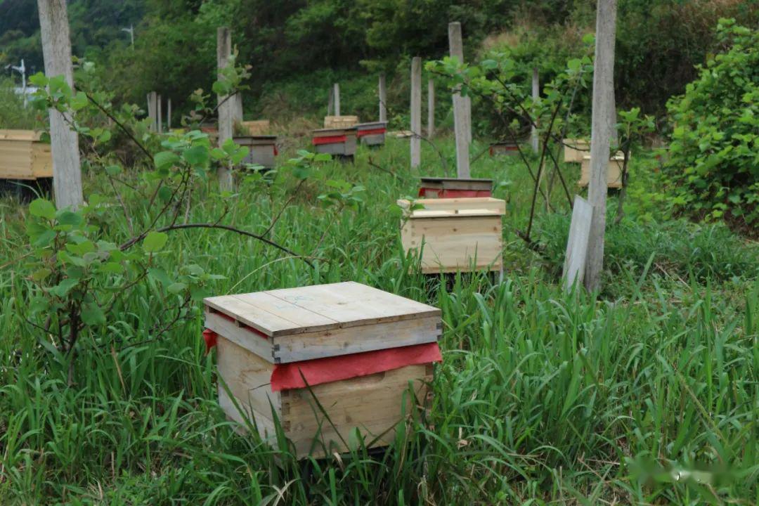 养蜂场图片 蜜蜂养殖场图片