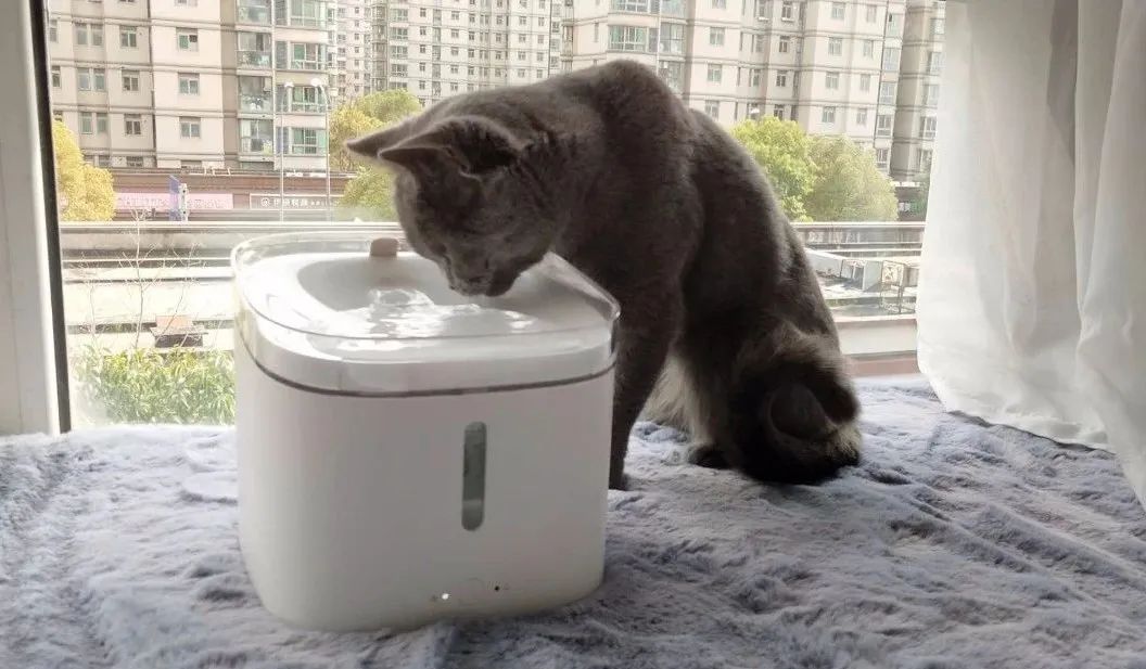 机身的高度,十分符合成年猫咪的正常喝水姿势,但比较小的幼猫可能会喝