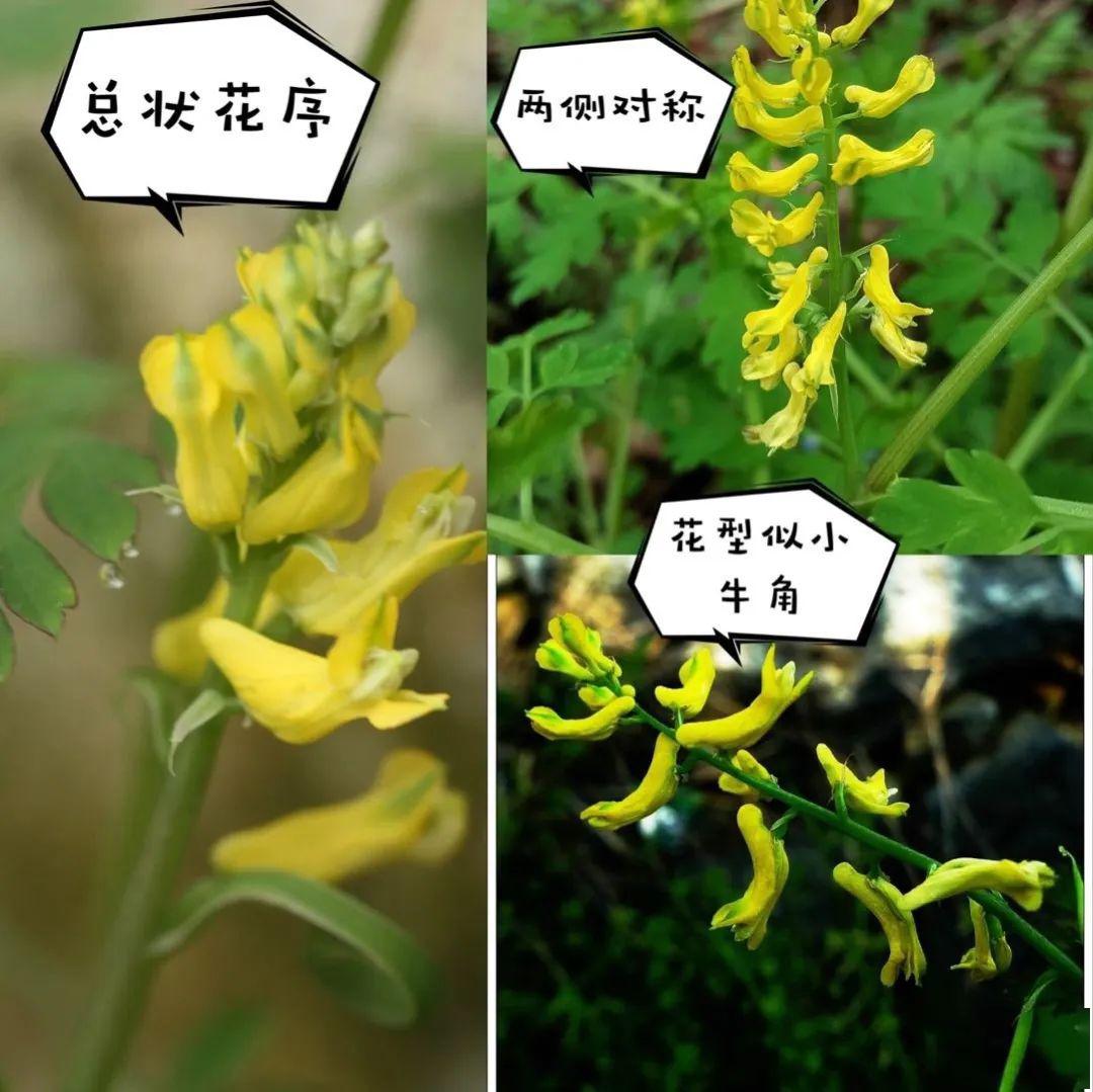 小花黃堇又名糞桶草,黃花魚燈草,臭桐彭,雞屎草等,畲藥名半缸草,糞桶