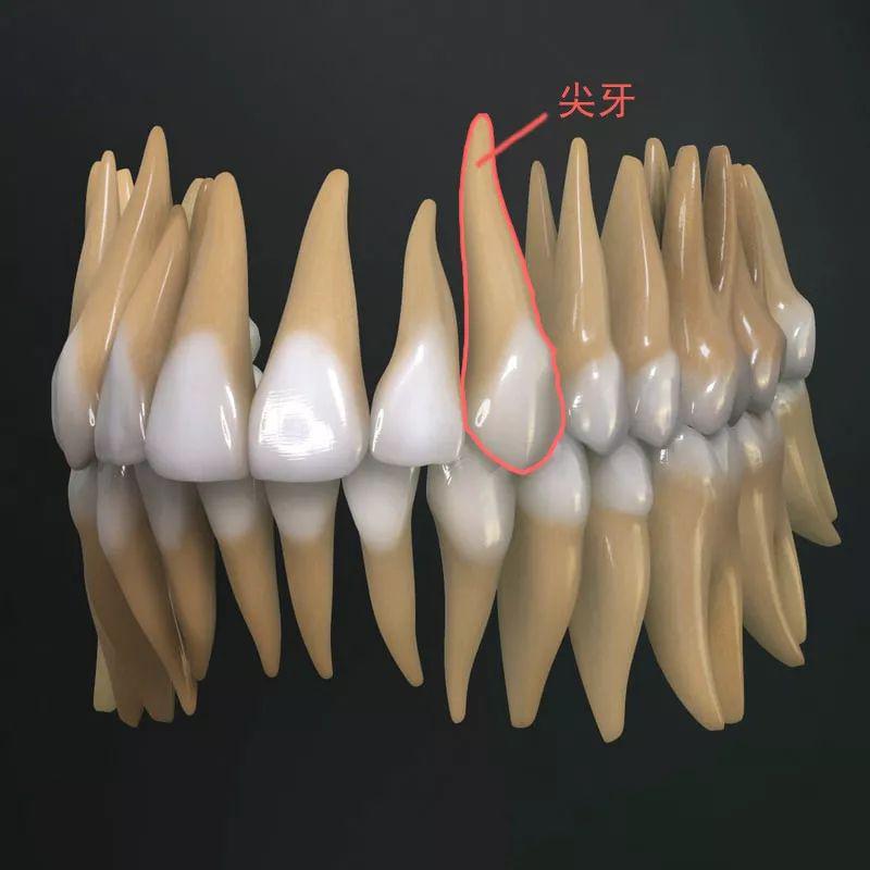 医生我矫正牙齿能不拔牙吗会不会有牙套脸