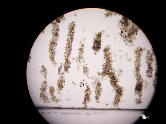一个降解木质素的菌株亚硝化单胞菌废水中微生物,除