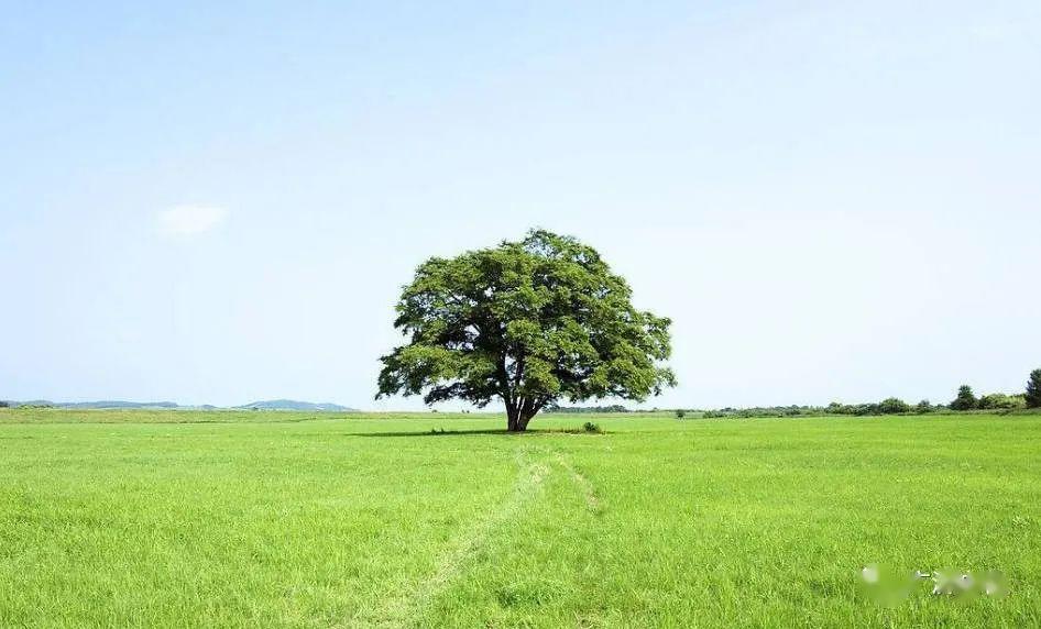 缤纷文苑冯炜旷野上的一棵树