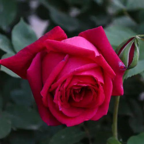 每日一花月季墨绒大花深红花枝较软