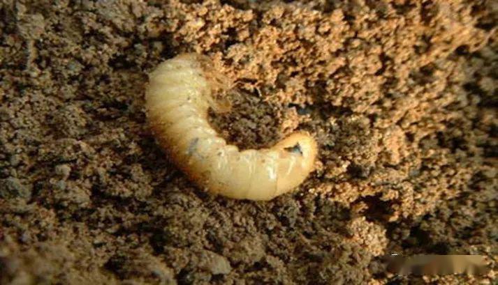 蝼蛄蝼蛄是咬食作物根茎部的多食性地下害虫,可为害玉米等的幼苗,为害