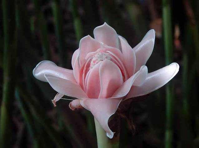 火炬姜(etlingera elatior,又名瓷玫瑰,菲律宾蜡花,姜科