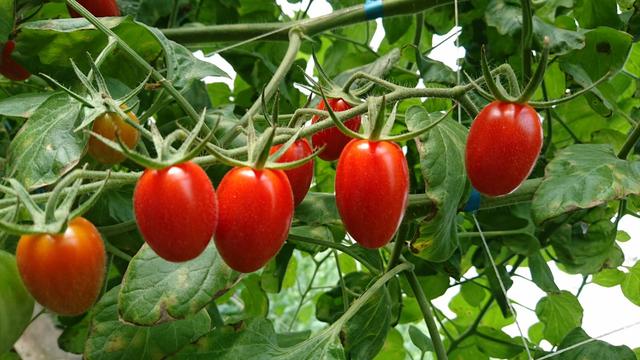 常被误认为是转基因水果很多人都抗拒实则是维c之王