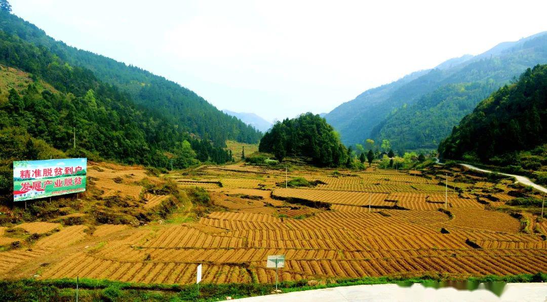 沿河客田镇:决胜脱贫攻坚产业发展犹正酣