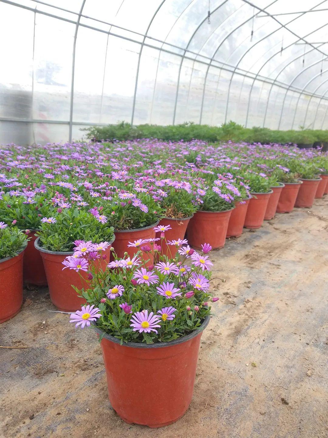 45月份花坛花境可应用花卉品种参考