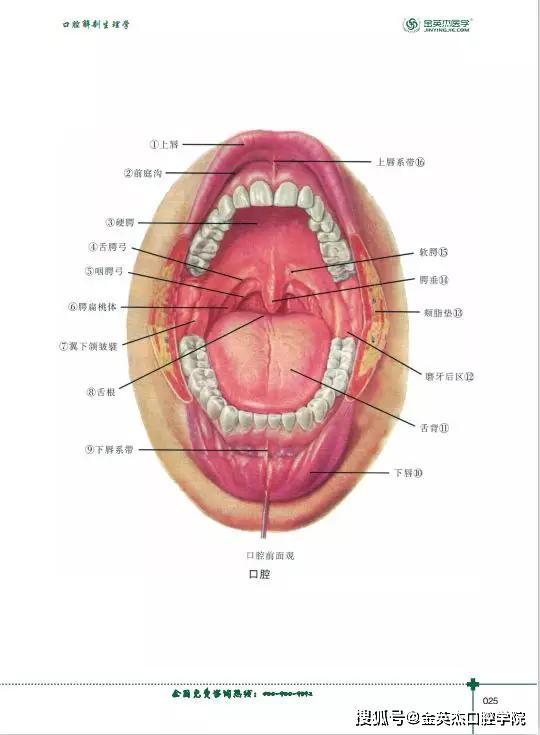 口腔内部结构图详细图片