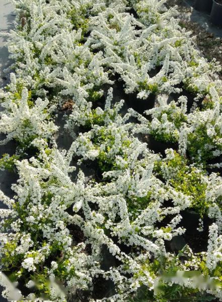 68小叶纹母小叶纹母69完美冬青完美冬青70银霜女贞银霜女贞71金宝石