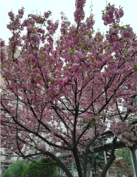 季节|楼后那两棵樱花树