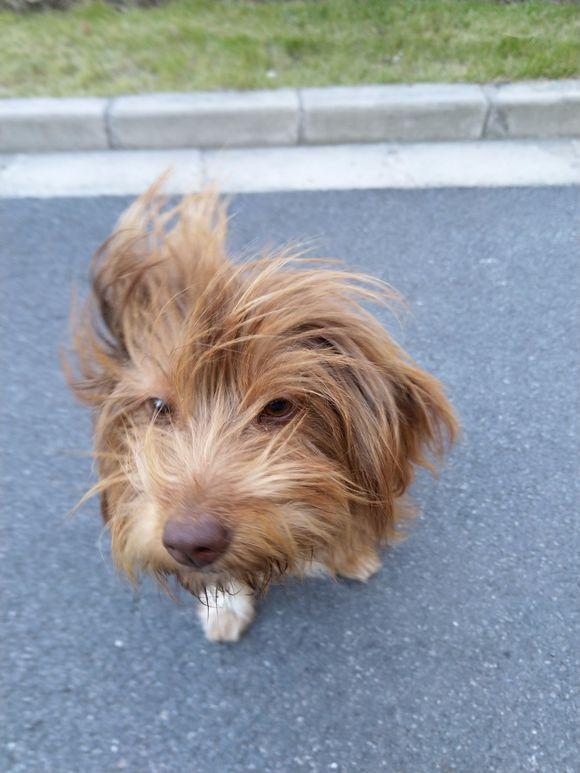 流浪狗在寒风中四处徘徊着看到它那无辜的模样女孩不忍心了