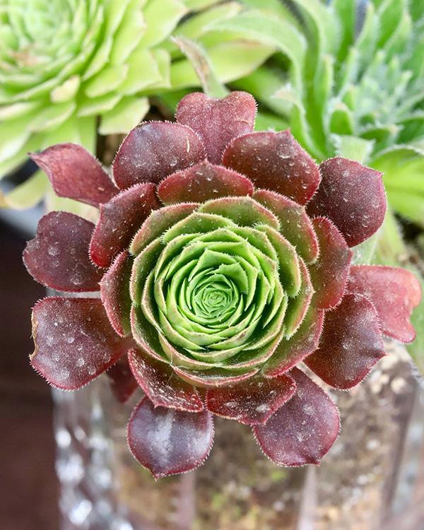 家里养的多肉太多了做盆景的话没有一盆黑法师真遗憾